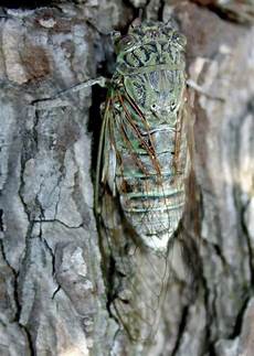 巡视员调研员巡视员调研员,职级设置有一至四级主任科员